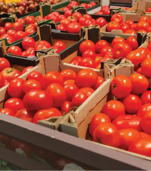 tomato-quality